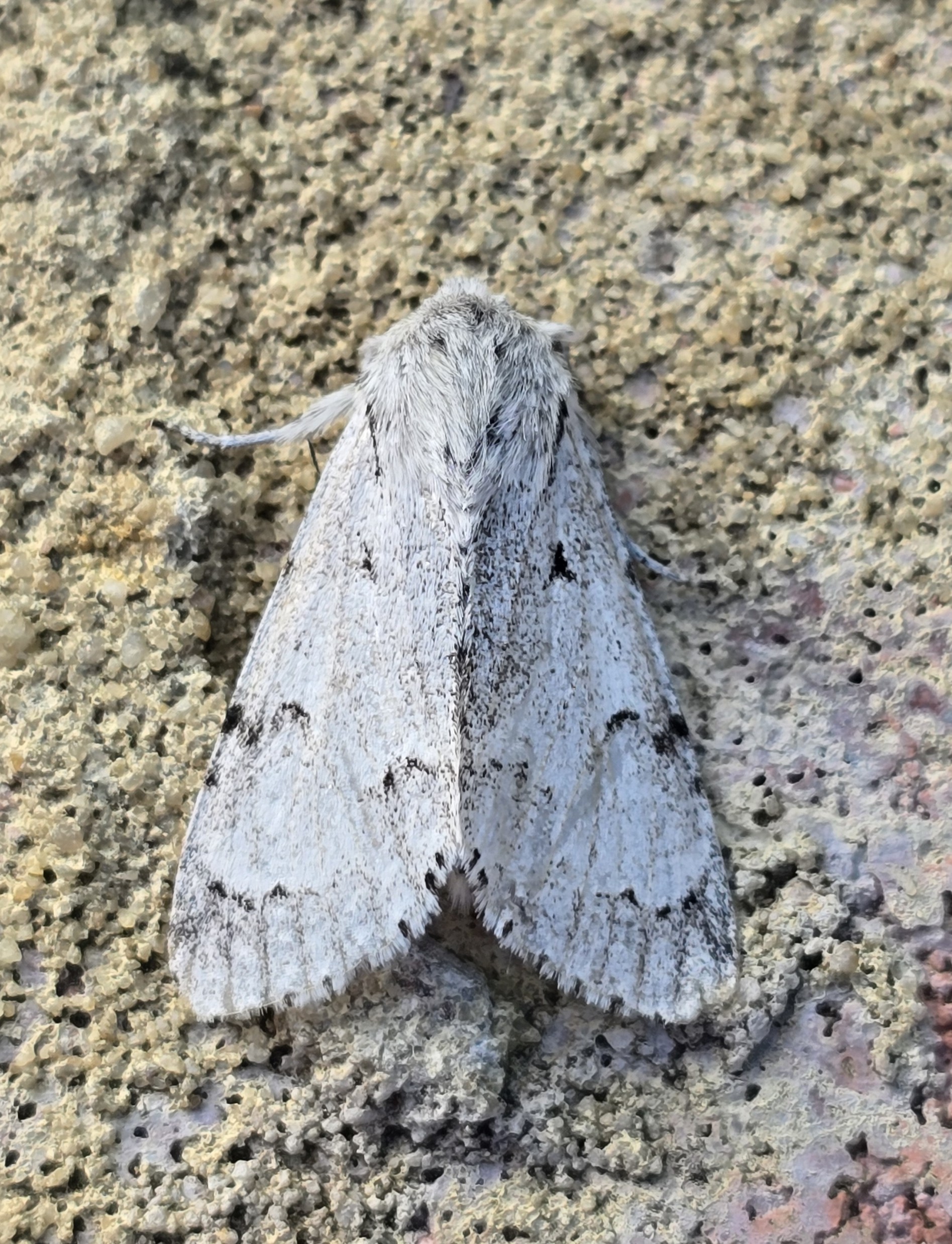 Photo of Miller (Acronicta leporina)